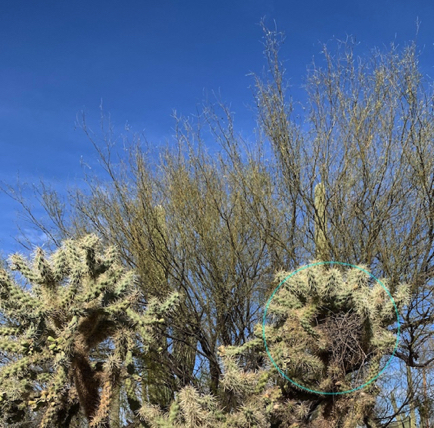 Mar 7 - In this gnarly "chain fruit cholla" (aka "jumping cholla") is the nest of a Curved Bill Thrasher. 
She must feel very safe!